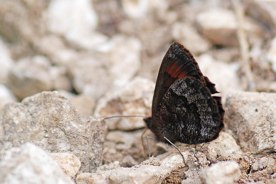 Erebia da identificare - Erebia pronoe